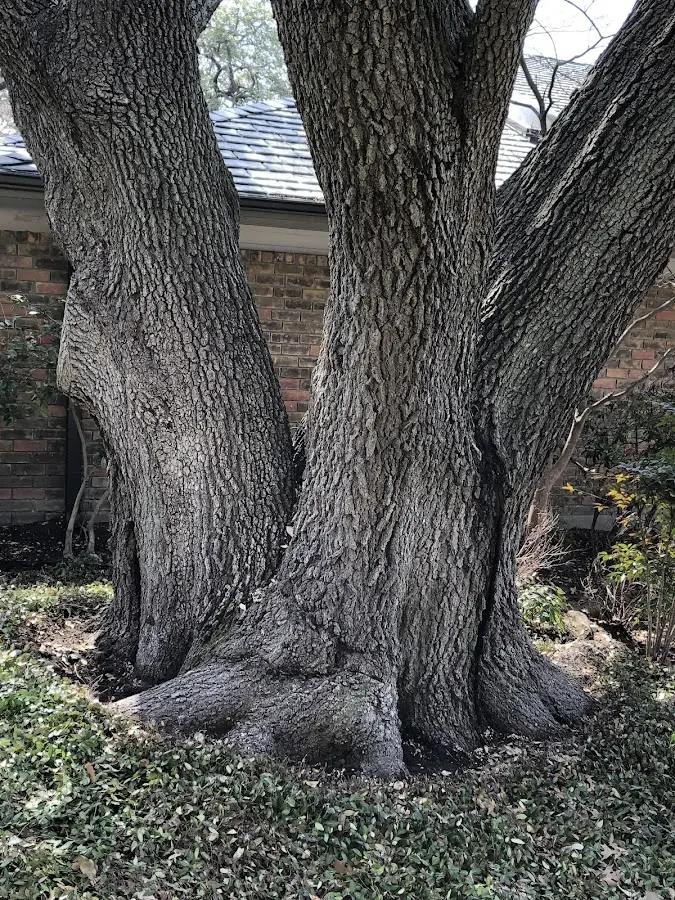 Mature heritage tree close to a Baxter property cared for by certified arborists