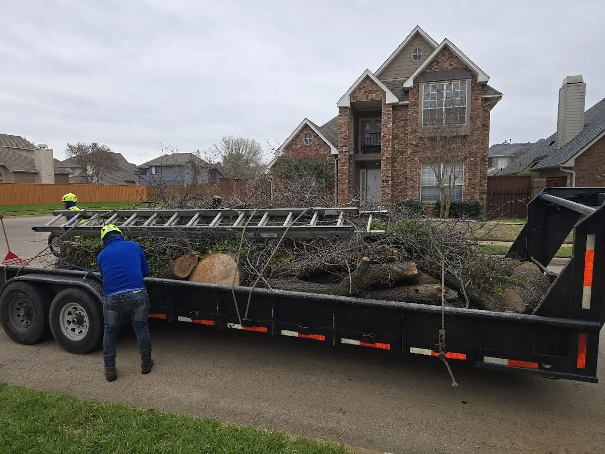 Expert Tree Pest Control with proper safety equipment in Baxter